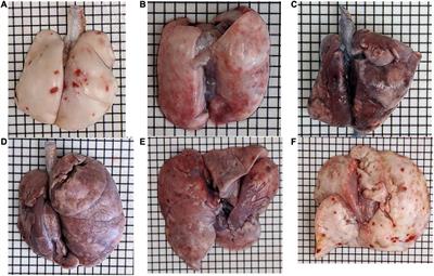 Timeline of Multi-Organ Plasma Extravasation After Bleomycin-Induced Acute Lung Injury